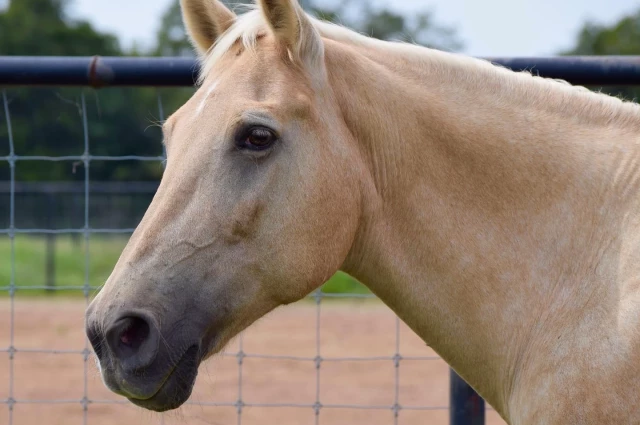 Fulshear Treatment to Transition - The Ranch