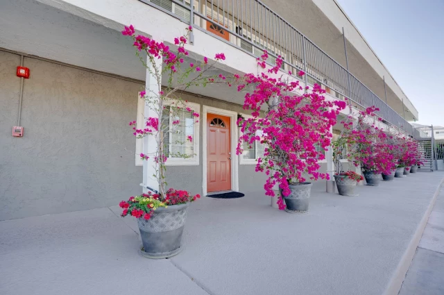 Recover Palm Springs