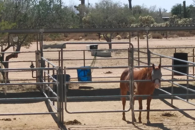 La Frontera Center - Mountain Rose