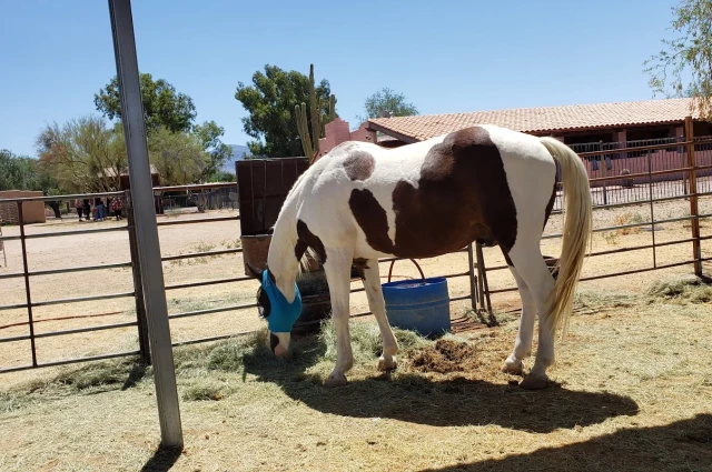 La Frontera Center - Mountain Rose