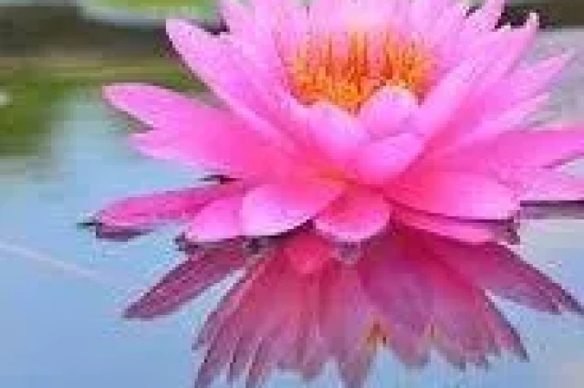 A Time to Rise Counseling and Wellness A Time to Rise Counseling and Wellness