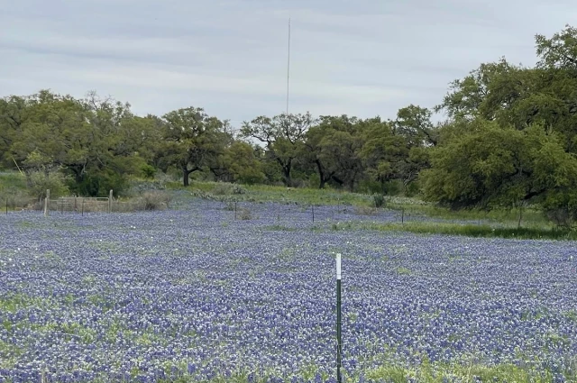 Bluebonnet Trails Community Services