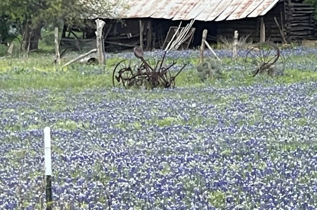 Bluebonnet Trails Community Services
