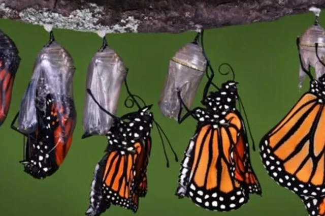 Chrysalis Treatment Center