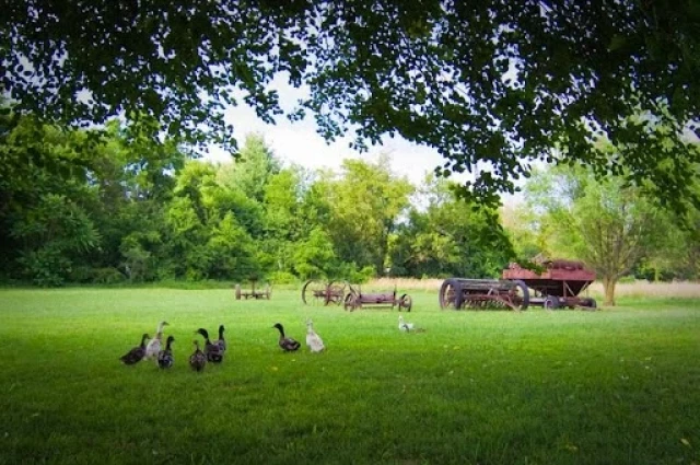 Dawn Farm