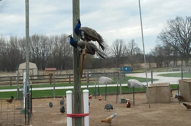 Eisenhower Addiction Recovery Center