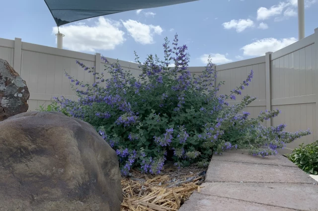 NMC Health - Senior Behavioral Health Center