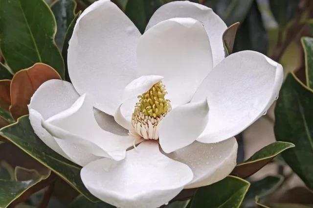 New Beginnings at Lake Charles