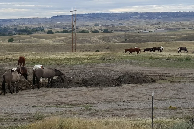 New Day Ranch