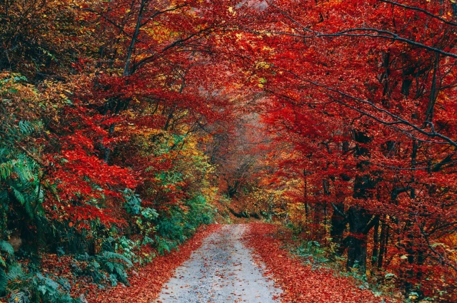 New Leaf Recovery and Wellness New Leaf Recovery and Wellness