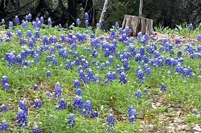 Positive Recovery - Hill Country