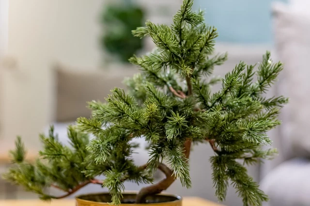 The Guest House Recovery Outpatient Services