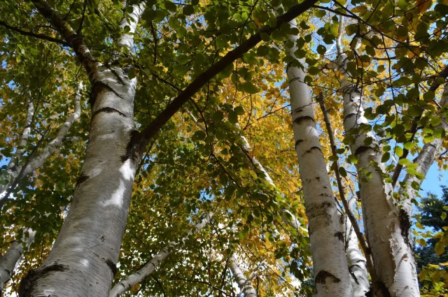 Retreat at White Birch