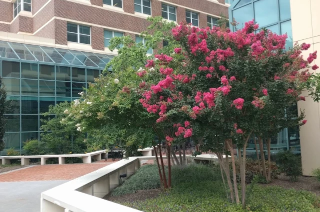 Winchester Medical Center - Behavioral Health Services