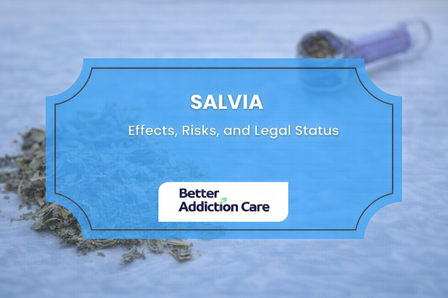 Salvia Legality by State: Where It’s Legal, Restricted, or Banned